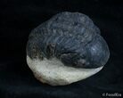 Bargain Reedops Trilobite - Inches #2978-2